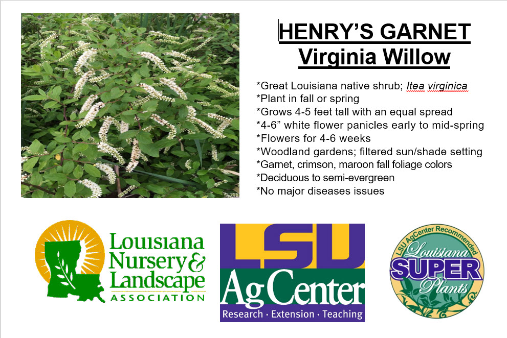 Henry's Garnet Virginia Willow